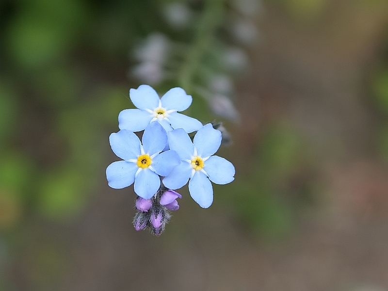 Myosotis sylvatica Woodforgetmenot Bosvergeetmeniet